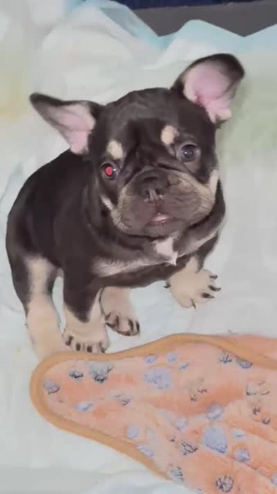 Dolce, a female French Bulldog for sale in Newport, RI – 1 of 4