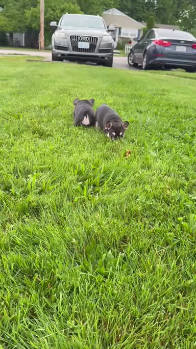 Dolce, a female French Bulldog for sale in Newport, RI – 2 of 4