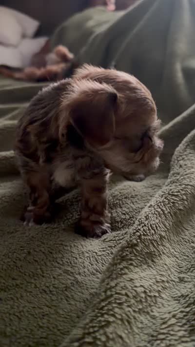 Cocoa , a male Yorkshire Terrier for sale in Covington, GA – 1 of 3