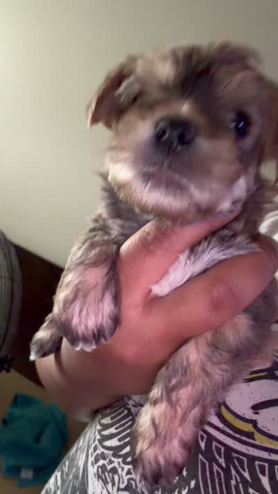 Cocoa , a male Yorkshire Terrier for sale in Covington, GA – 3 of 3