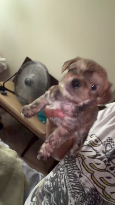 Cocoa , a male Yorkshire Terrier for sale in Covington, GA – 2 of 3