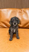 MOANA, a female Cockapoo for sale in Miami, FL – 1 of 1