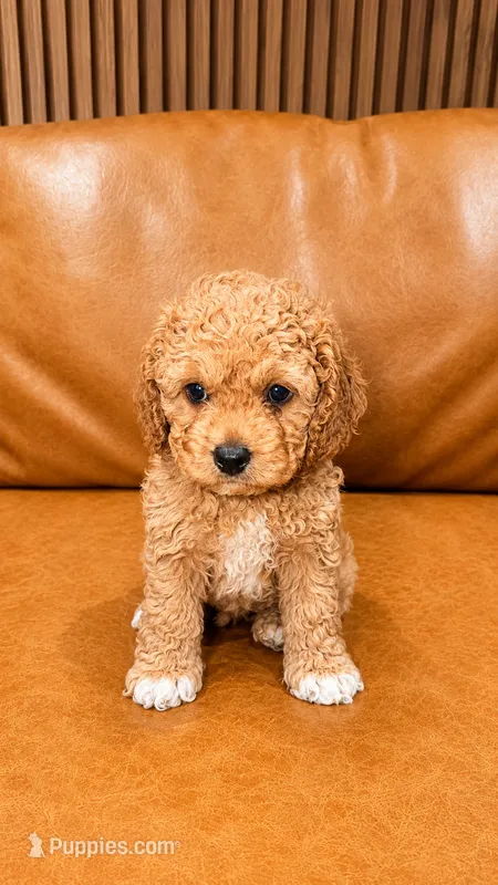 RIO – Cockapoo puppy for sale in Miami, FL