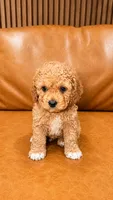 RIO, a male Cockapoo for sale in Miami, FL – 1 of 1