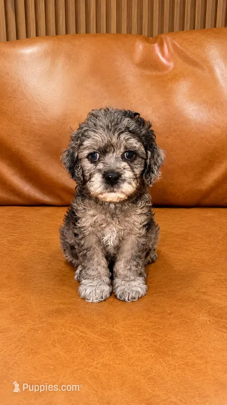 LILO – Cockapoo puppy for sale in Miami, FL