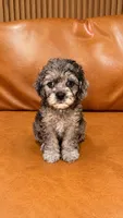 LILO, a female Cockapoo for sale in Miami, FL – 1 of 1