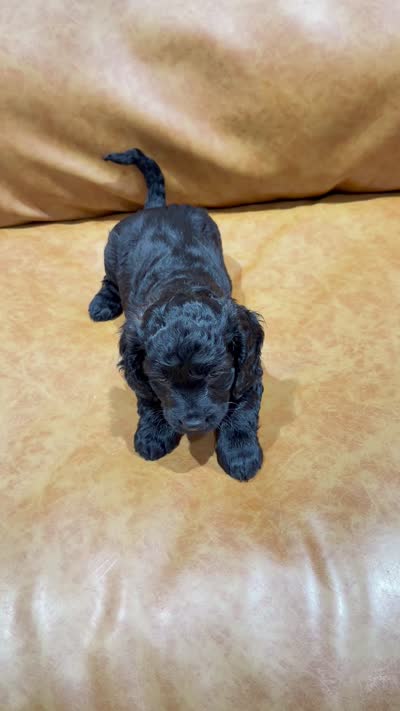 BALOO, a male Cockapoo for sale in Miami, FL – 2 of 2