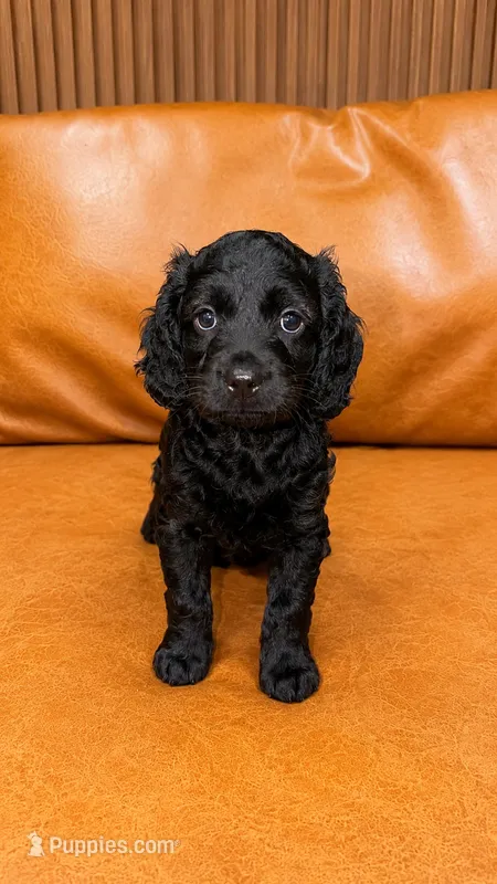 BALOO – Cockapoo puppy for sale in Miami, FL