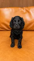 BALOO, a male Cockapoo for sale in Miami, FL – 1 of 2
