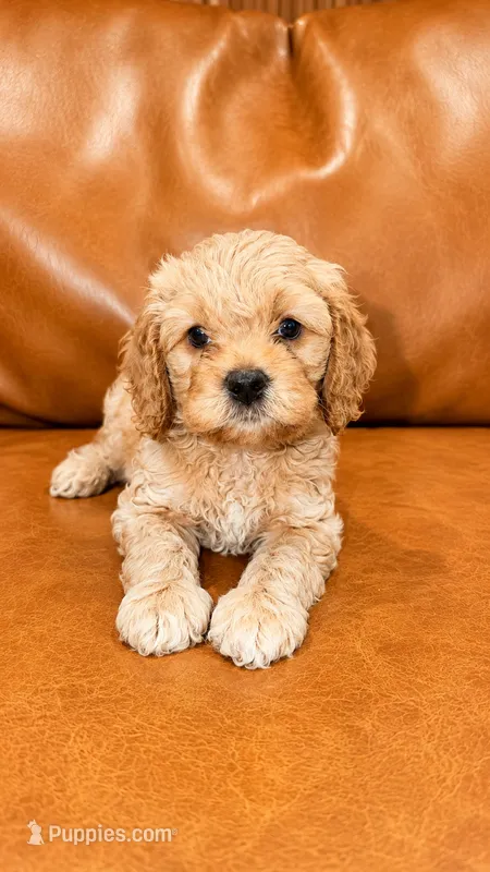 COCO – Cockapoo puppy for sale in Miami, FL