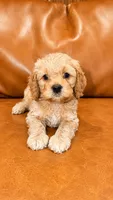 COCO, a male Cockapoo for sale in Miami, FL – 1 of 1