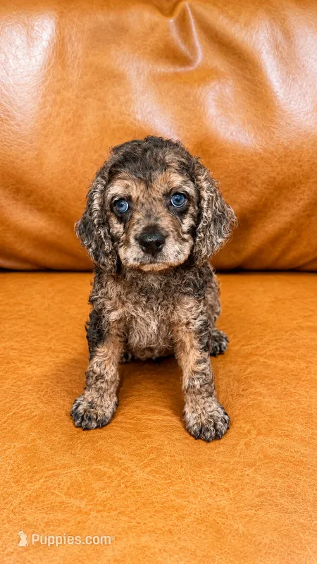 SULLEY – Cockapoo puppy for sale in Miami, FL