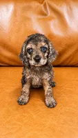 SULLEY, a male Cockapoo for sale in Miami, FL – 1 of 1