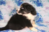 Evee x Ridge black tri, a female Australian Shepherd for sale in Yoder, CO – 3 of 8