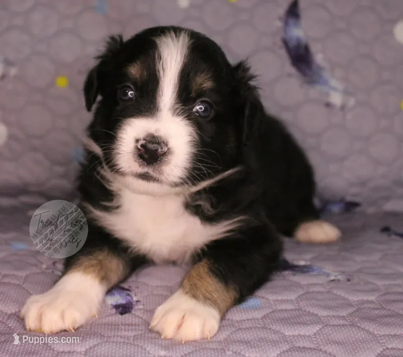 Evee x Ridge black tri – Australian Shepherd puppy for sale in Yoder, CO