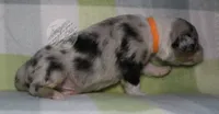 Evee x Ridge blue merle , a male Australian Shepherd for sale in Yoder, CO – 4 of 6