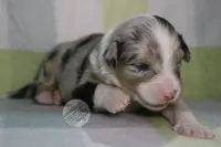 Evee x Ridge blue merle , a male Australian Shepherd for sale in Yoder, CO – 3 of 6