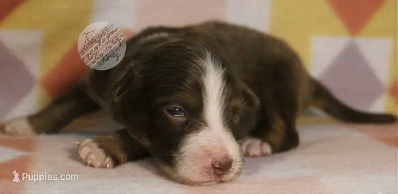 Evee x Ridge Red tri w/ 2 white spots  – Australian Shepherd puppy for sale in Yoder, CO