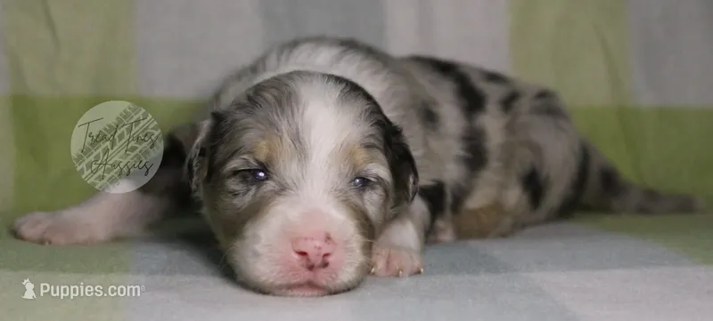 Evee x Ridge blue merle  – Australian Shepherd puppy for sale in Yoder, CO