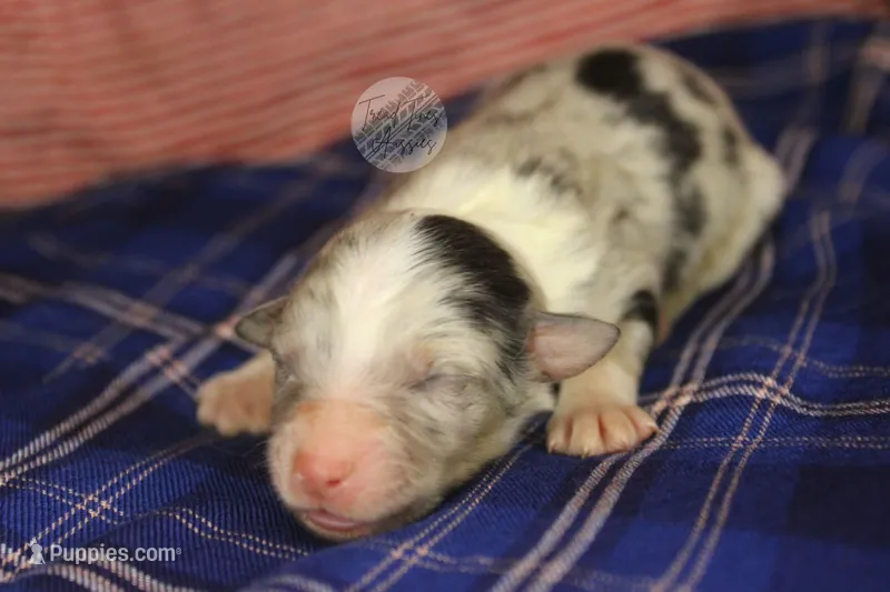 Evee x Ridge blue merle  – Australian Shepherd puppy for sale in Yoder, CO