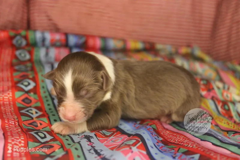Evee x Ridge red tri w/ white collar  – Australian Shepherd puppy for sale in Yoder, CO