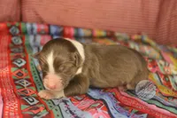 Evee x Ridge red tri w/ white collar , a female Australian Shepherd for sale in Yoder, CO – 4 of 4