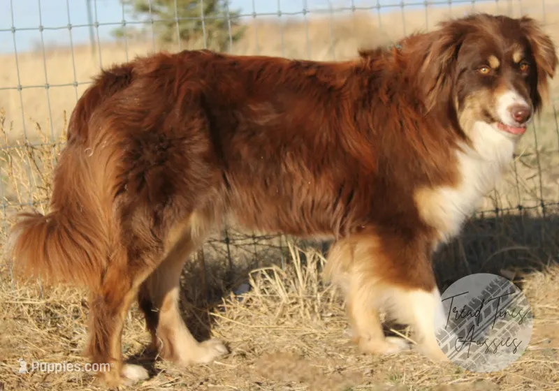 Evee – Australian Shepherd puppy for sale in Yoder, CO