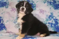 Evee x Ridge black tri, a female Australian Shepherd for sale in Yoder, CO – 1 of 8