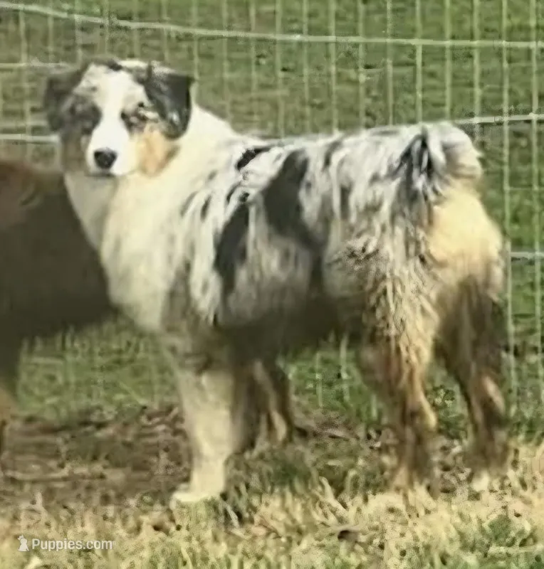 Evee x Ridge  – Australian Shepherd puppy for sale in Yoder, CO