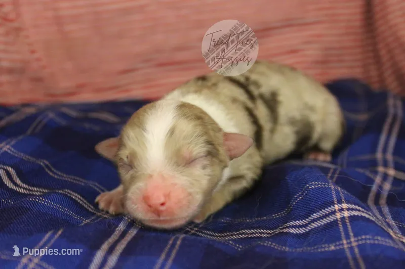 Red merle male – Australian Shepherd puppy on hold in Yoder, CO