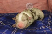 Red merle male, a male Australian Shepherd for sale in Yoder, CO – 1 of 1