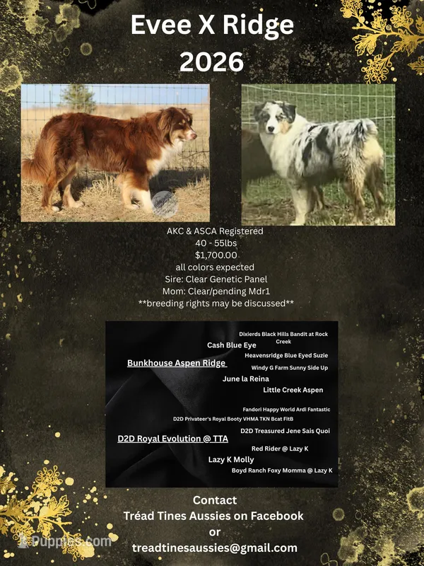Red merle male – Australian Shepherd puppy for sale in Yoder, CO