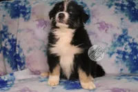 Evee x Ridge black tri, a female Australian Shepherd for sale in Yoder, CO – 2 of 8