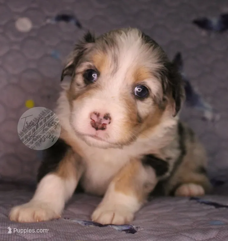 Evee x Ridge blue merle  – Australian Shepherd puppy for sale in Yoder, CO