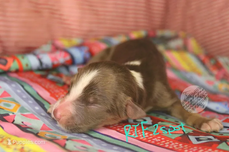 Evee x Ridge Red tri w/ 2 white spots  – Australian Shepherd puppy for sale in Yoder, CO