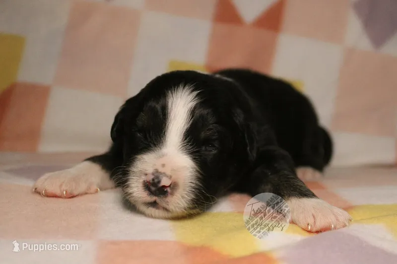 Evee x Ridge black tri – Australian Shepherd puppy for sale in Yoder, CO