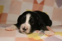 Evee x Ridge black tri, a female Australian Shepherd for sale in Yoder, CO – 5 of 8