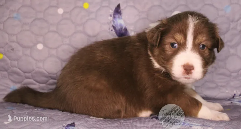 Evee x Ridge red tri w/ white collar  – Australian Shepherd puppy for sale in Yoder, CO