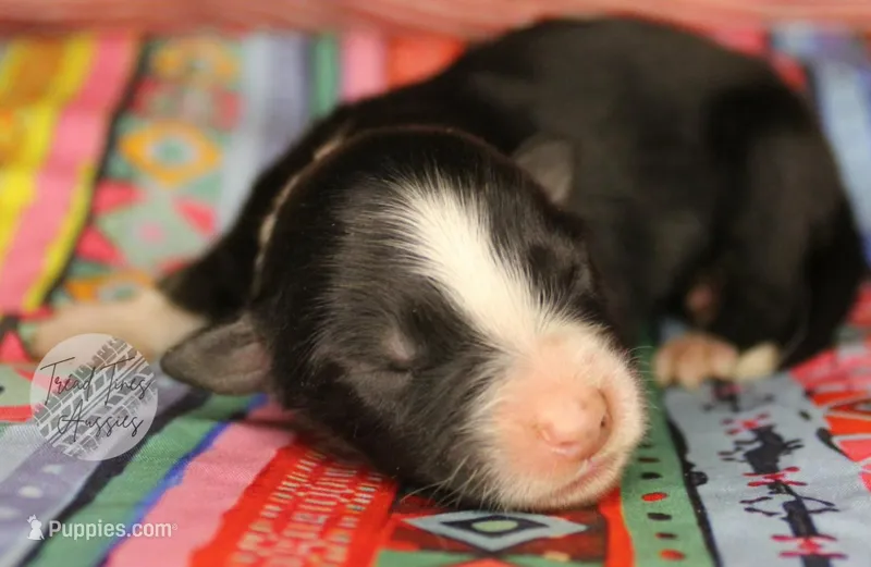 Evee x Ridge black tri – Australian Shepherd puppy for sale in Yoder, CO