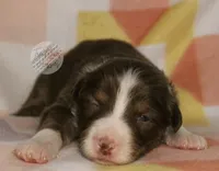Evee x Ridge red tri w/ white collar , a female Australian Shepherd for sale in Yoder, CO – 3 of 4