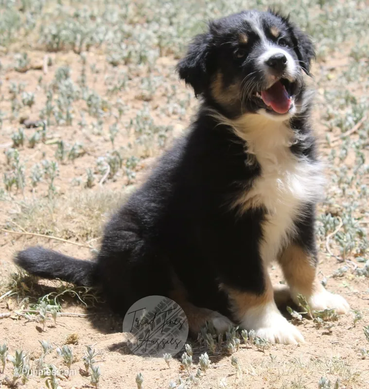 Evee x Ridge black tri – Australian Shepherd puppy for sale in Yoder, CO