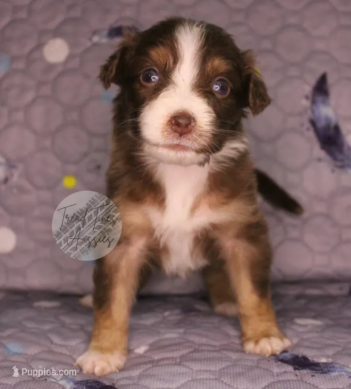 Evee x Ridge Red tri w/ 2 white spots  – Australian Shepherd puppy for sale in Yoder, CO