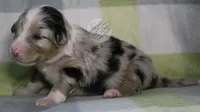 Evee x Ridge blue merle , a male Australian Shepherd for sale in Yoder, CO – 5 of 6