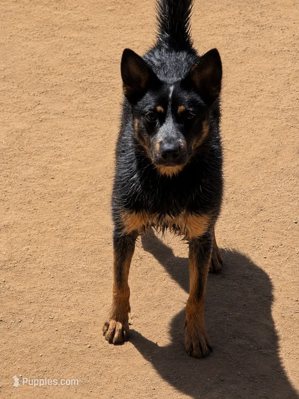 Bailey – Australian Cattle Dog puppy for sale in Yoder, CO