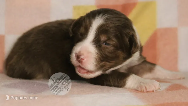 Evee x Ridge red tri w/ white collar  – Australian Shepherd puppy for sale in Yoder, CO