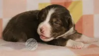 Evee x Ridge red tri w/ white collar , a female Australian Shepherd for sale in Yoder, CO – 2 of 4