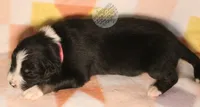 Evee x Ridge black tri, a female Australian Shepherd for sale in Yoder, CO – 8 of 8
