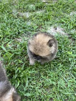 Pinecone, a male Pomeranian for sale in Polk City, FL – 5 of 9