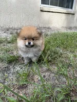 Toast, a male Pomeranian for sale in Polk City, FL – 6 of 6