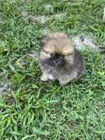 Pinecone, a male Pomeranian for sale in Polk City, FL – 8 of 9